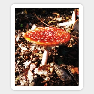 Fungi Sticker